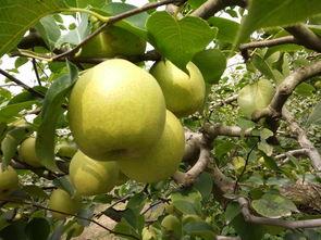 砀山县城市发展,梨都砀山万亩瓜果之乡