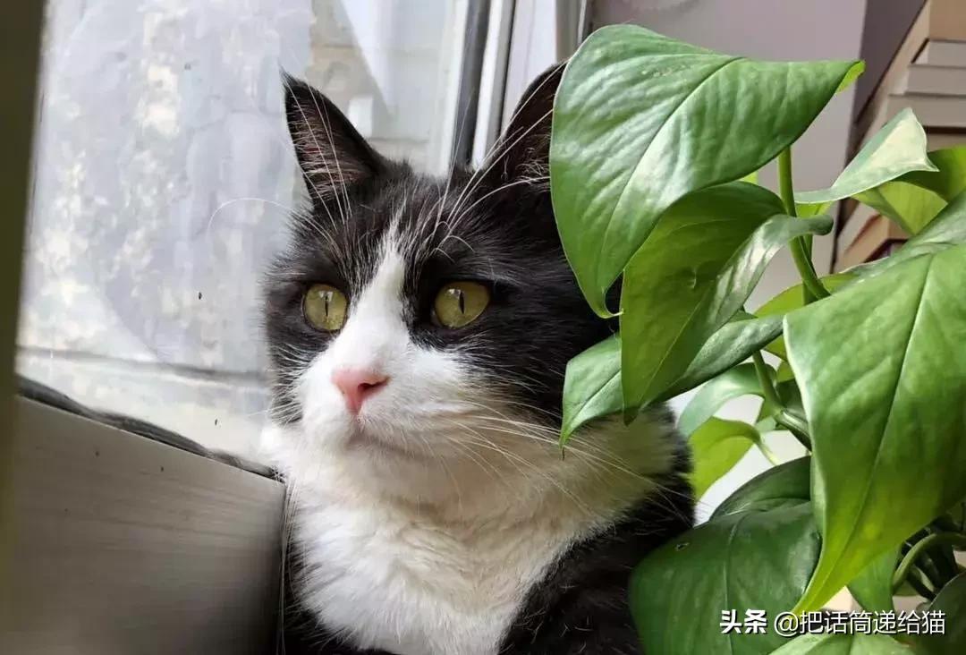 猫故事书籍,猫故事小说