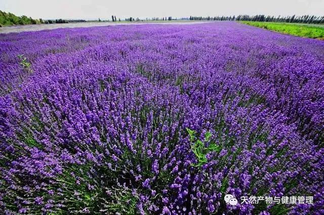 薰衣草的芳香疗法,熏衣草精油芳疗教学
