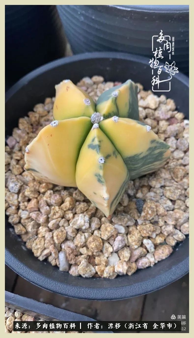 仙人球开花并散发着香味,仙人球花盛开吐露芬芳