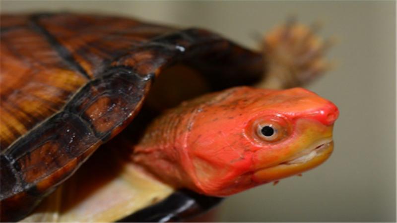 龟怎么养发色好,养蛋龟如何发色最好养活