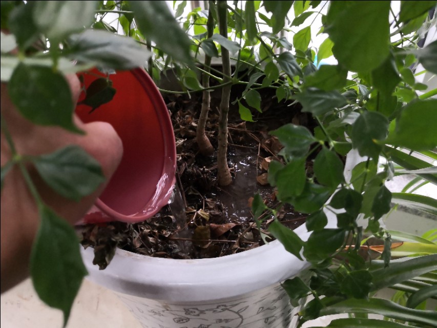 幸福树卷叶是什么原因引起的,幸福树生虫怎么解决