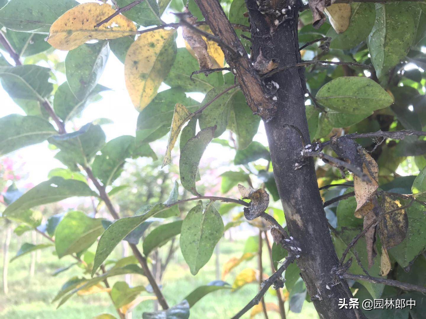 紫薇枝干上有许多小白点,手按一下还出现红色液体,怎么回事儿?