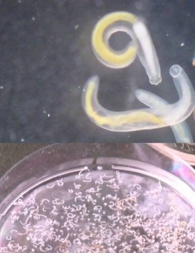 「头条」开水烫三次都杀不死的虫子，不用净水器过滤还能用什么？