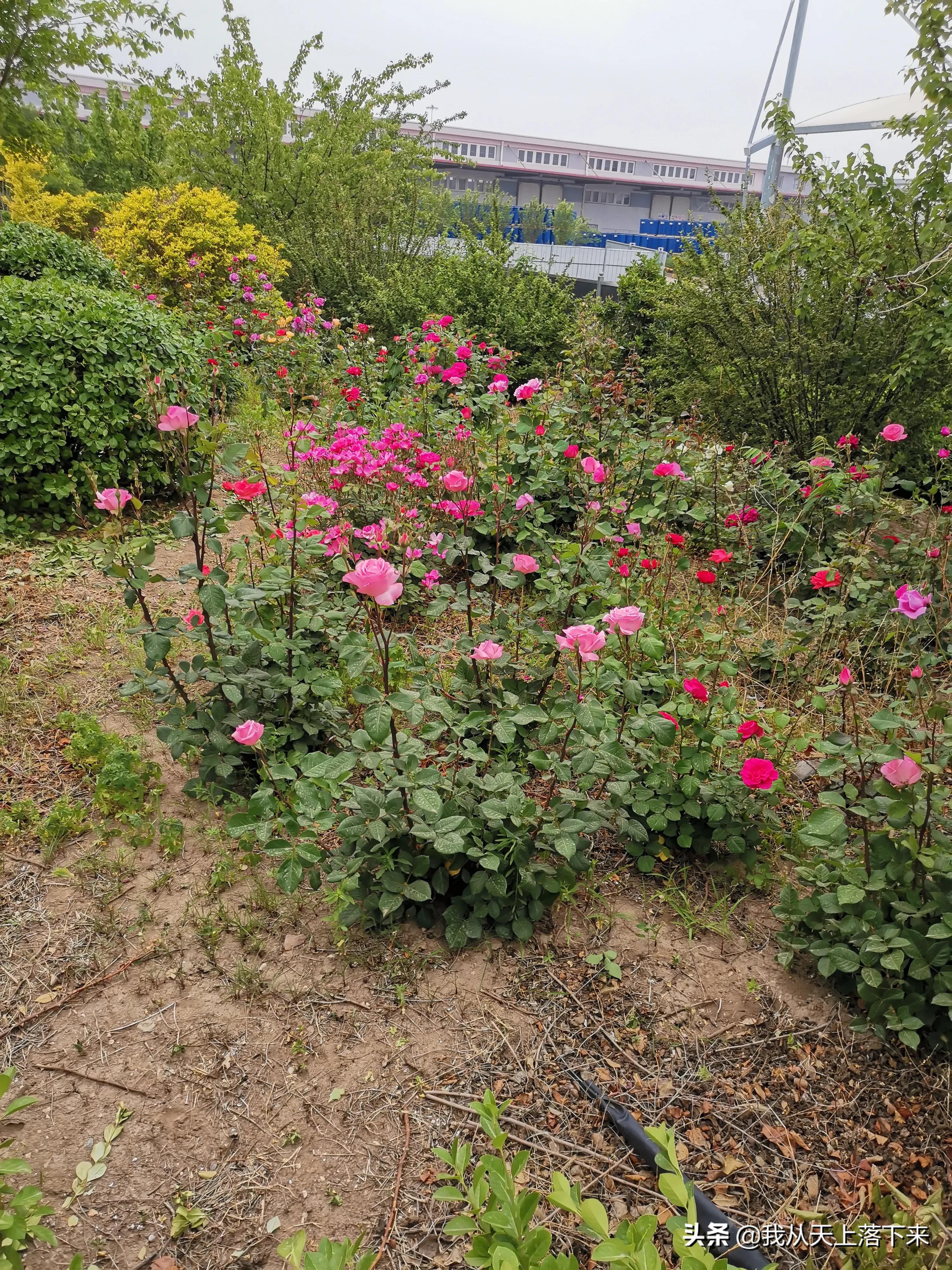 100张花朵美图,100张花图片大全