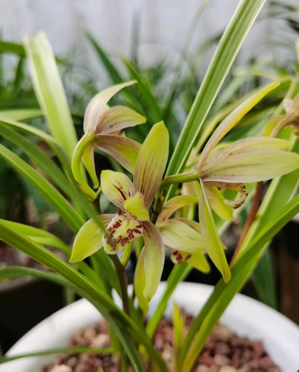 什么兰花最好养又香又好看,推荐几款香味俱全好养的兰花