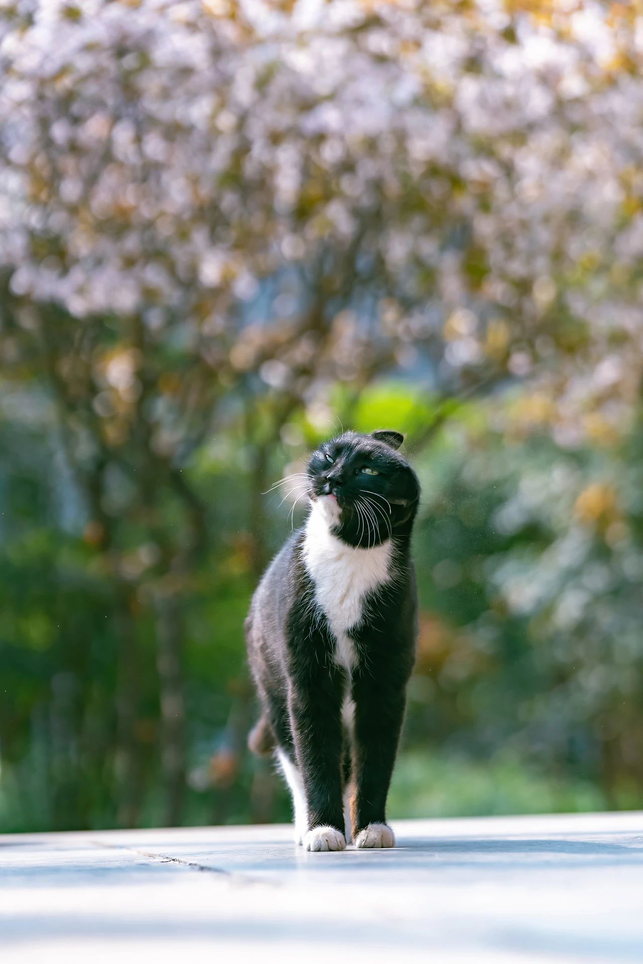 骊山烽火台航拍视频,骊山烽火台上的猫