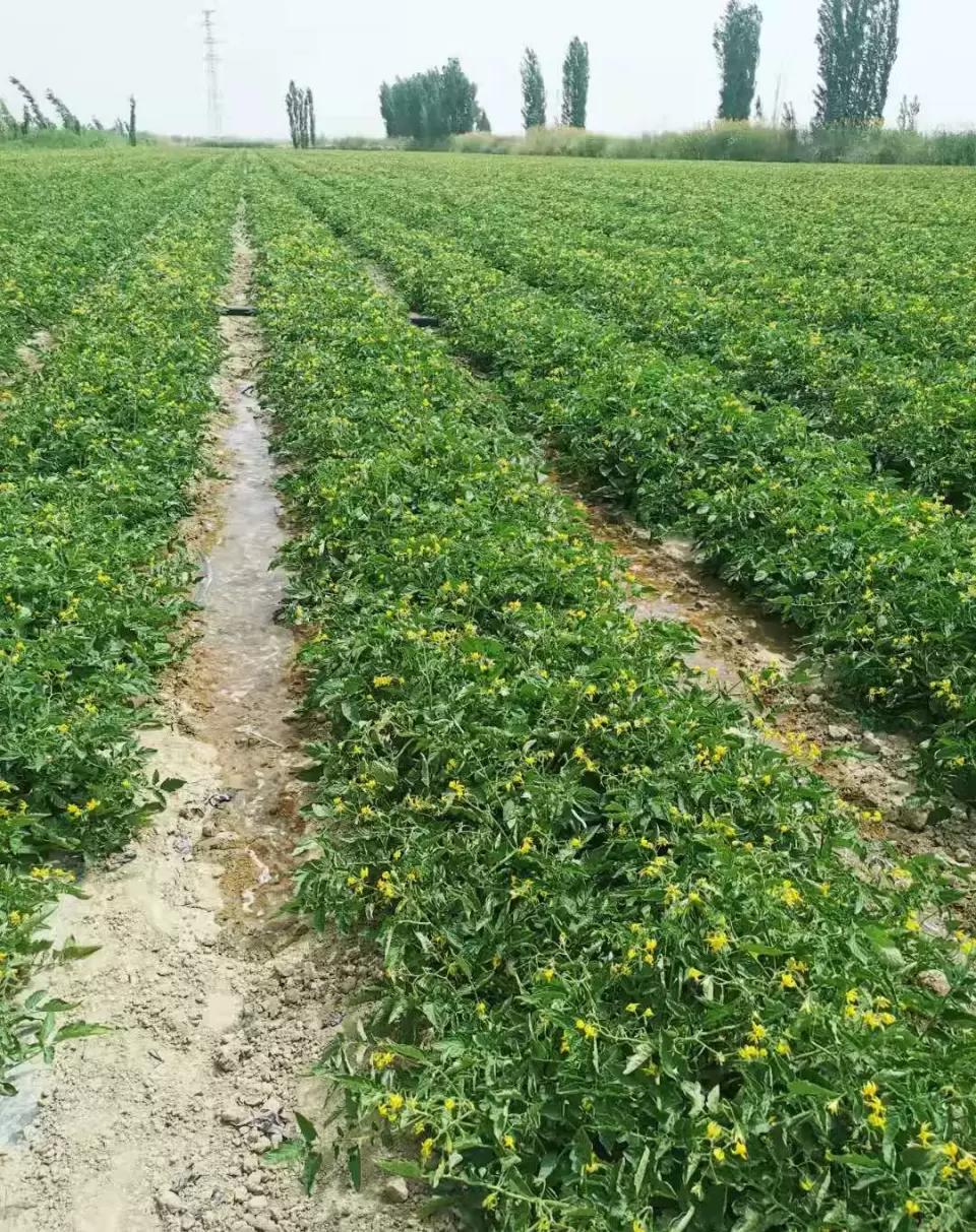 嘉施利化肥产品展示,嘉施利硝酸铵钙肥料