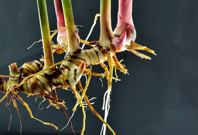 中药药性详细讲解视频,中药药性总论