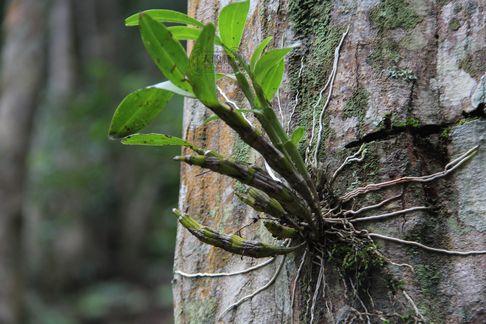 你见过在红豆杉树上种石斛吗？
