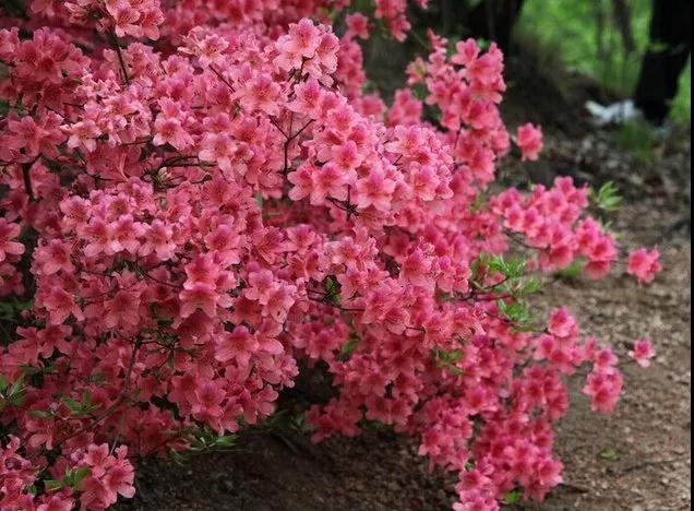 今年有哪些年宵花,春节6种年宵花推荐颜值高寓意好