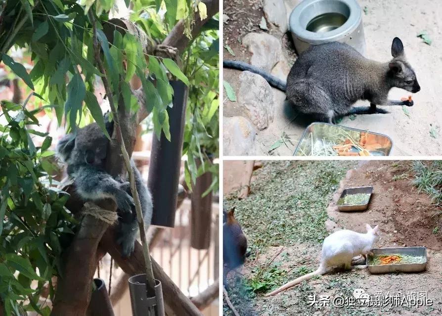 香港海洋公园自由行游玩攻略,香港旅游攻略香港海洋公园