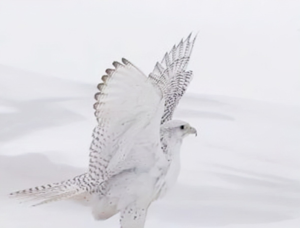 万鹰之神海东青结局,万鹰之神海东青视频