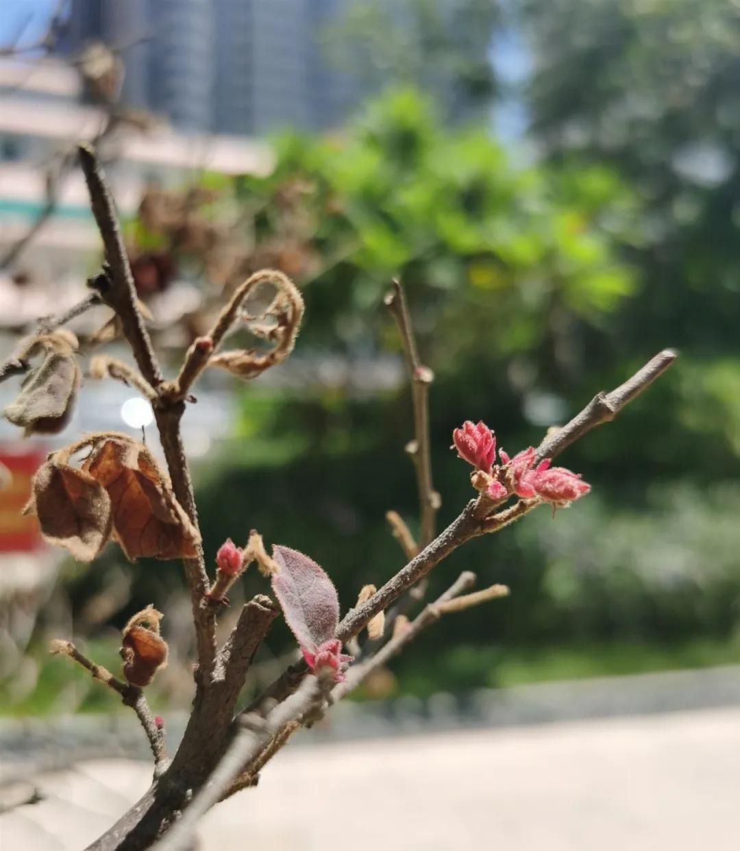 福建莆田公园有梧桐树吗,莆田的公园在哪里