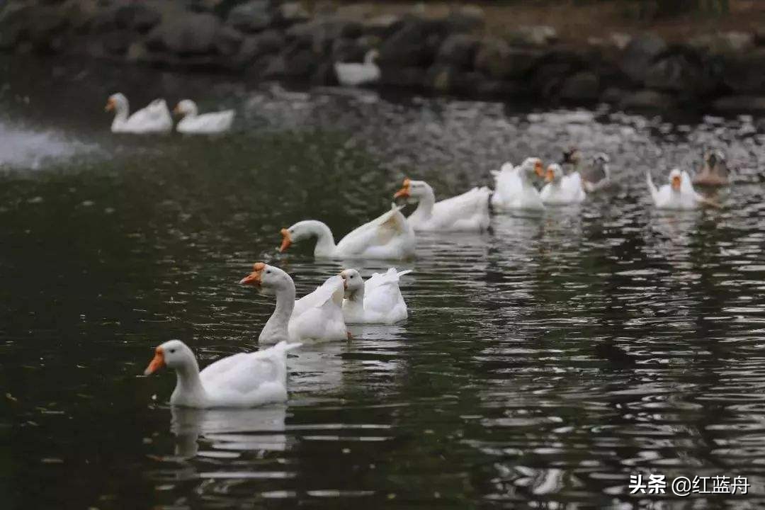 池小养不了大鱼（小说）