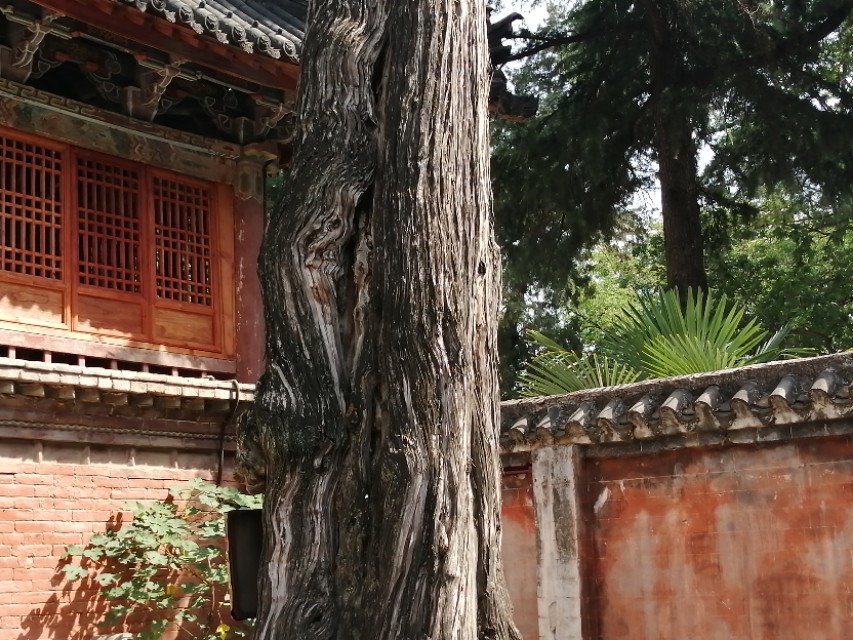 镇平菩提寺文物,镇平菩提寺是八大名寺吗