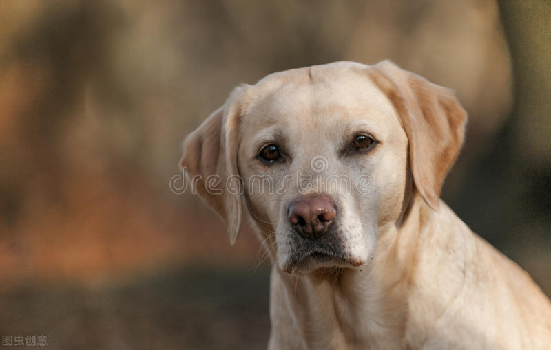 小狗狗三个月挑食应该吃什么,刚断奶的小狗怎么喂养不易拉肚子