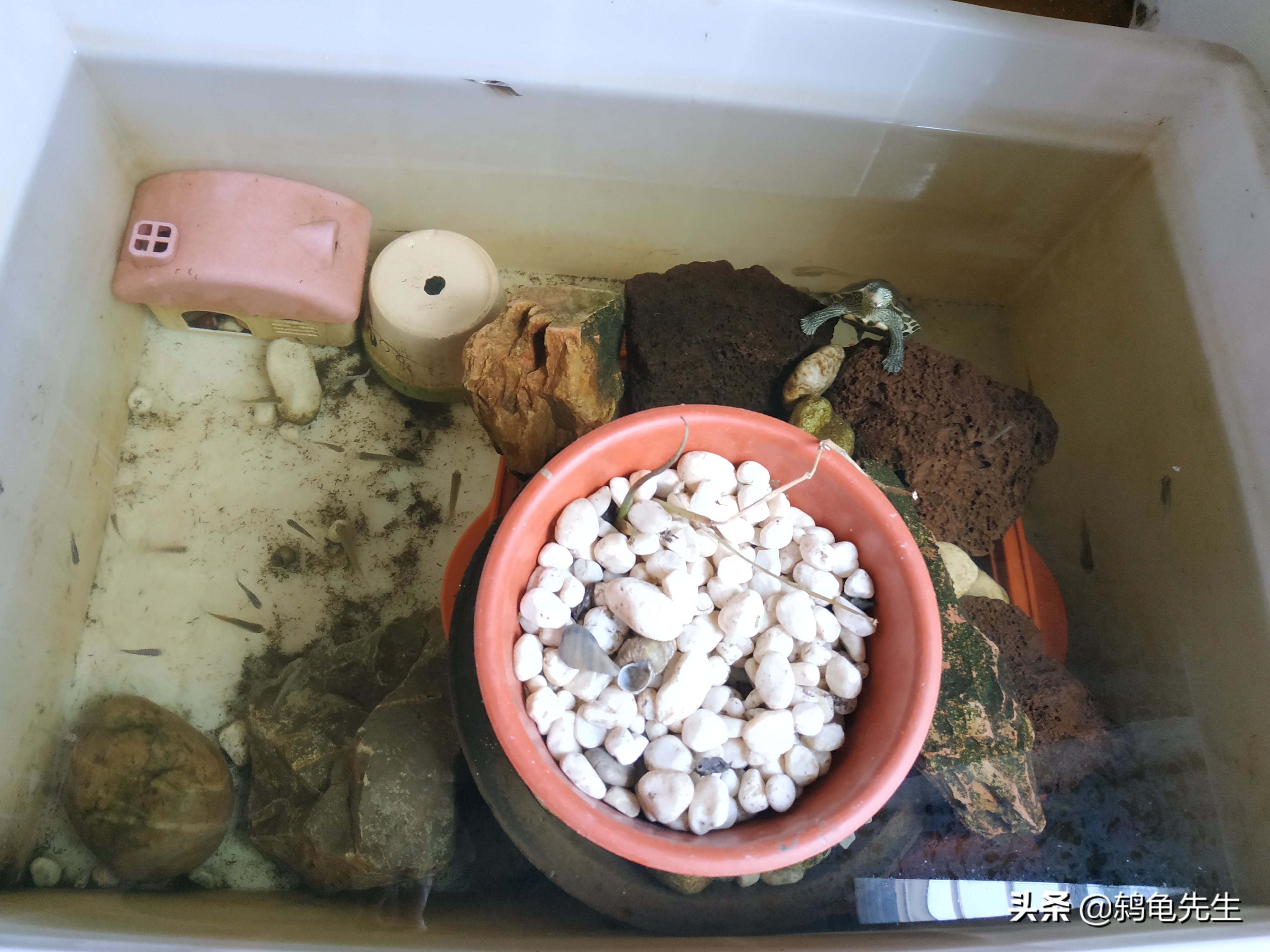 乌龟缸里用什么养水草,乌龟缸里养植物的好处