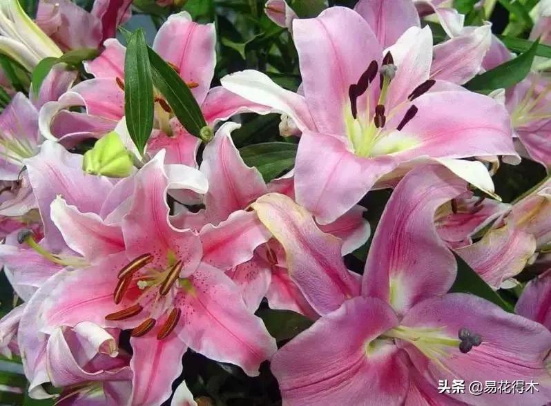 百合花开花后怎么留种球,百合花开花后晒太阳吗