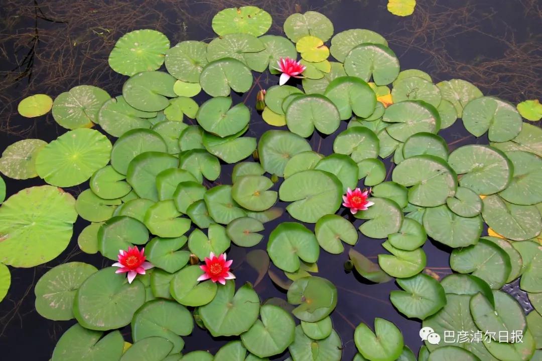 临河植物园景色,临河荷花景区