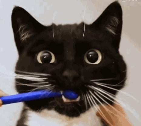 猫狗常用药品大全,猫狗必备药