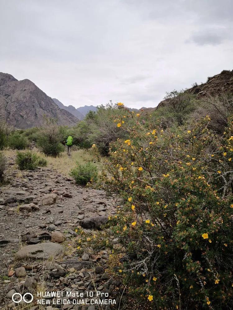 天狼之路是否值得一走,传说中的天狼