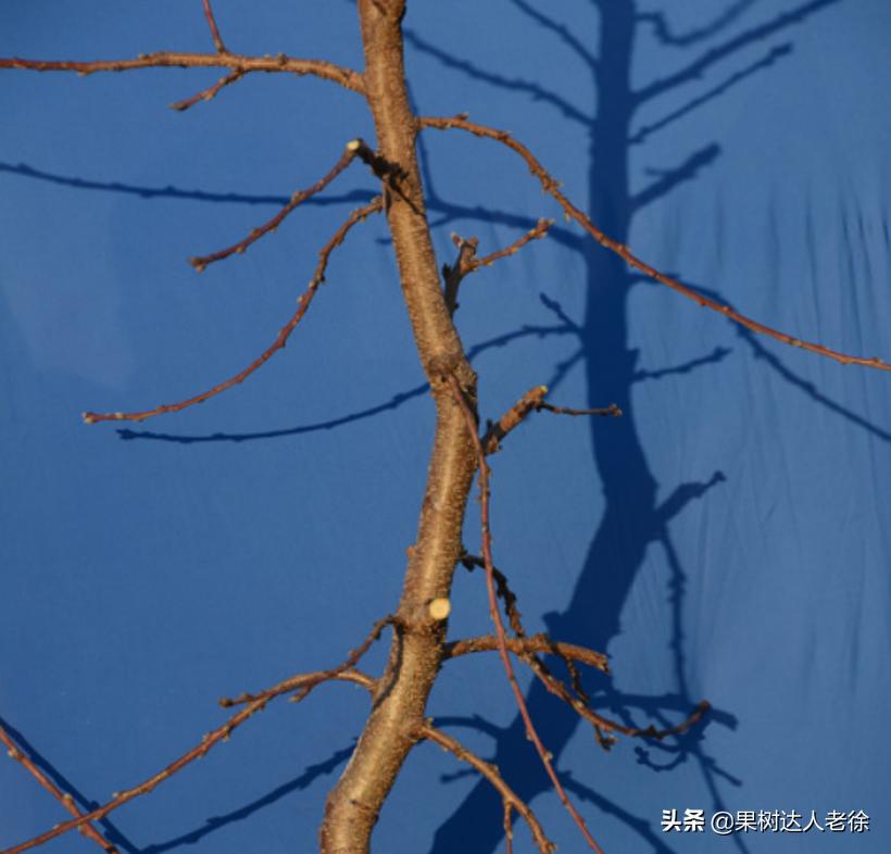 桃树长枝修剪视频,桃树长枝修剪方法
