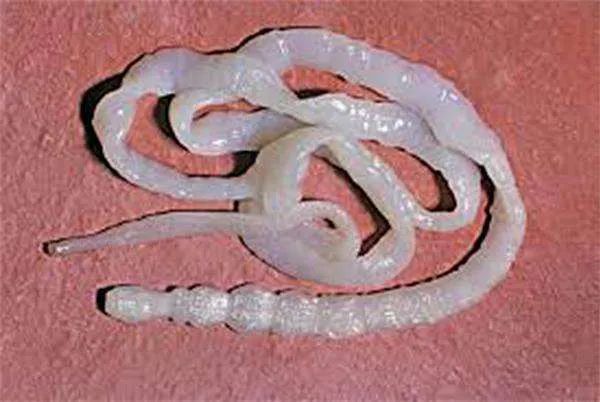 春天宠物驱虫的正确方法,驱虫春季宠物