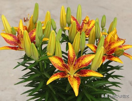 百合的种植方法和最佳时间,宜兴百合种植方法和注意事项