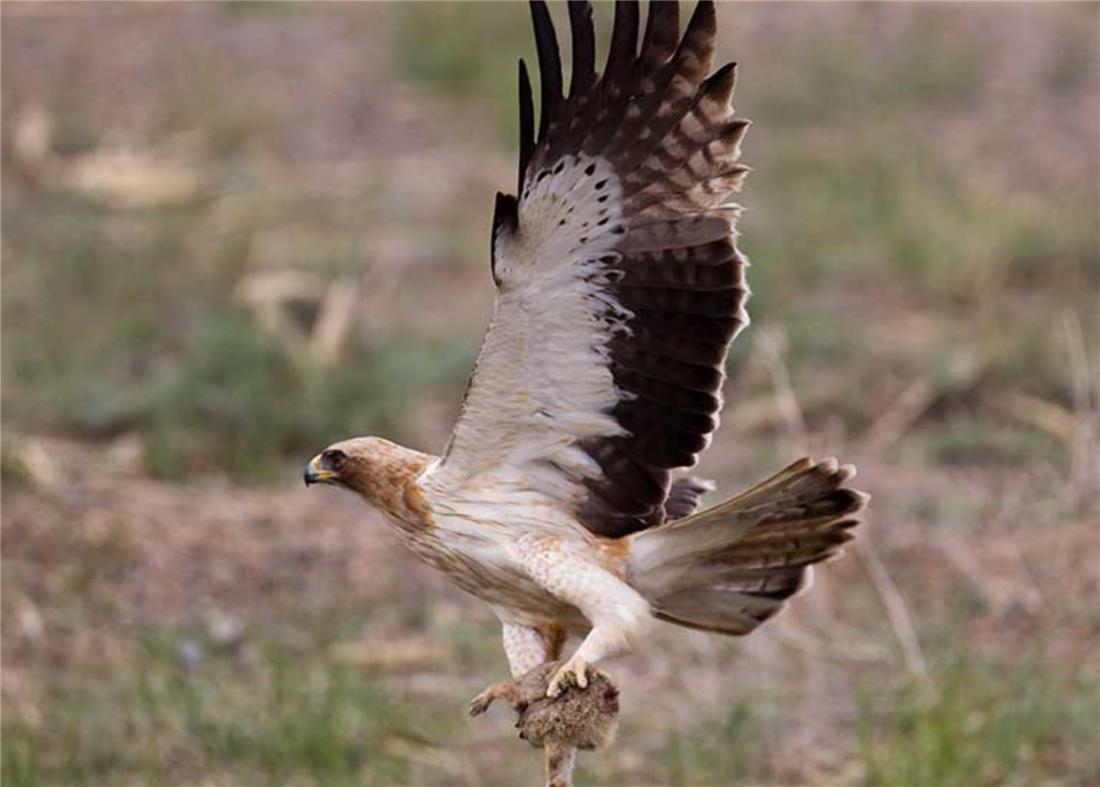 母雕雪中孵蛋,人工哺育角雕幼鸟