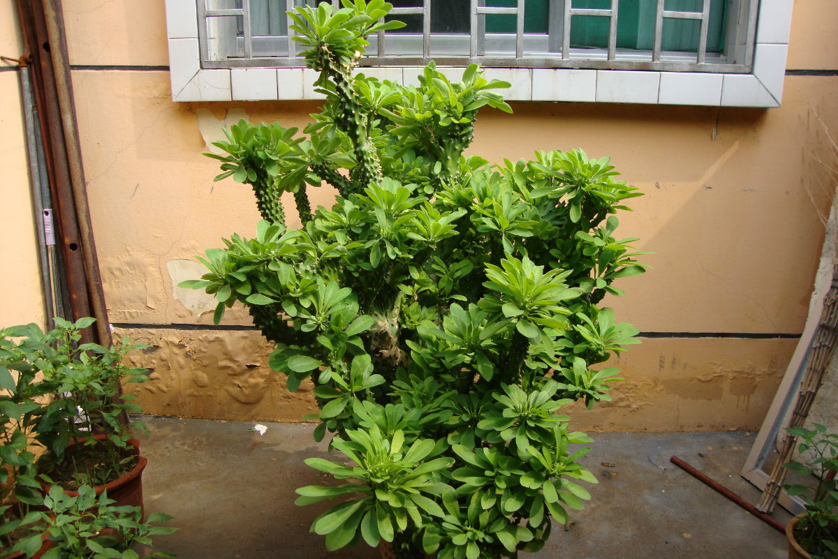 100种最毒的毒花,20种有毒的大毒花