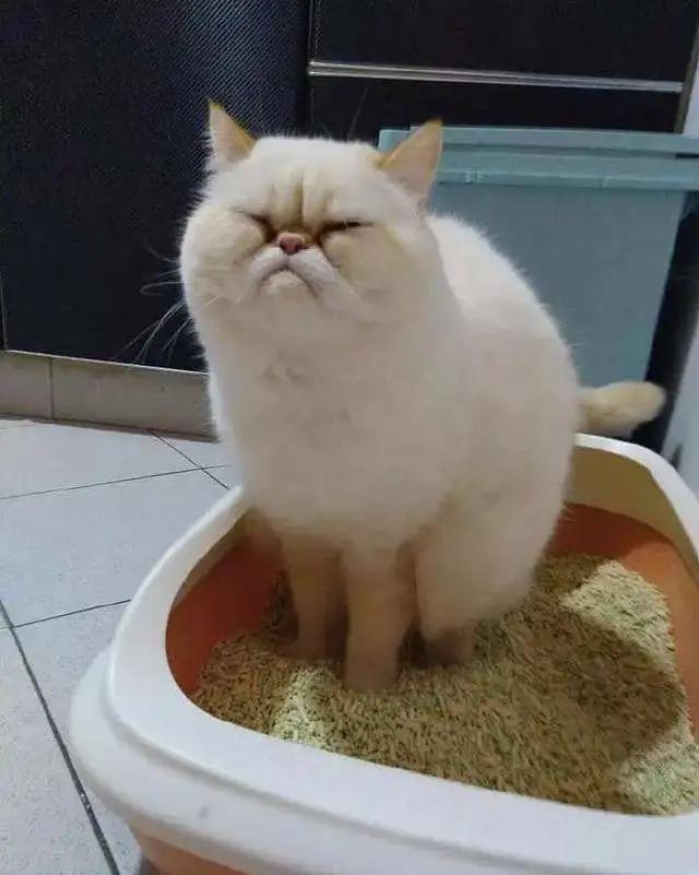 兽医治疗疾病的方法大全,治疗猫咪泌尿疾病吃什么药