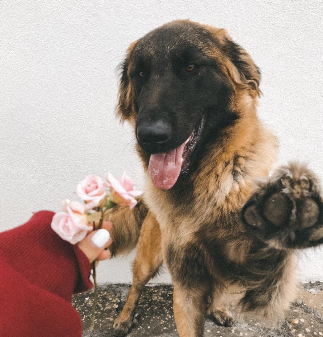 盘点二十种忠爱满世界的萌犬,萌犬系列都有啥