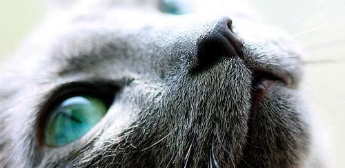 英短蓝猫和俄罗斯蓝猫的区别,英短蓝猫纯种俄罗斯蓝猫