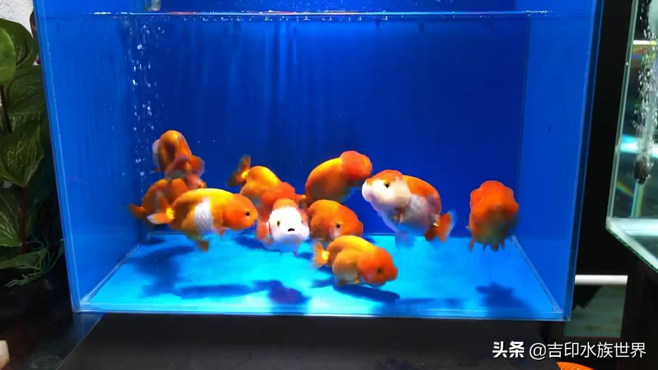 金鱼应该怎么挑选才好,挑选金鱼的方法和技巧