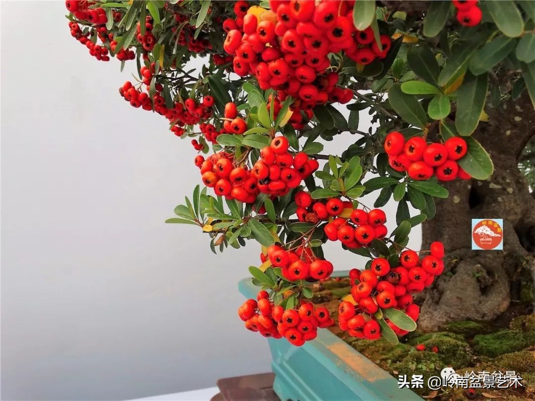 文人杂木盆景精品欣赏,可以做盆景的杂木图片大全