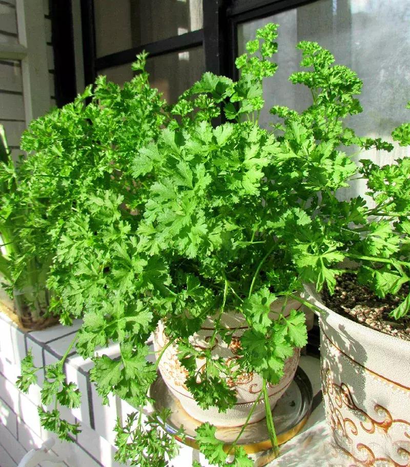 可以调味增香的蔬菜,让你越吃越香的蔬菜