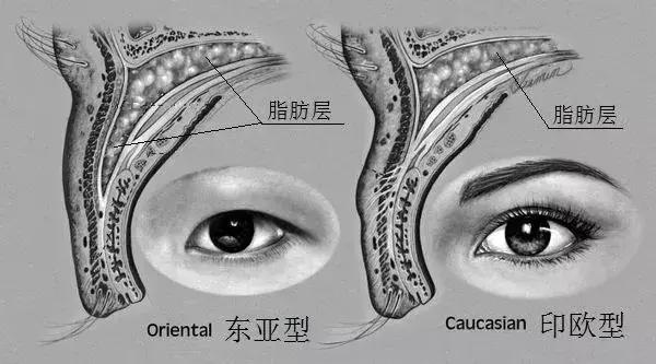 为什么东亚人是浅眼窝,东亚人为什么喜欢皮肤白