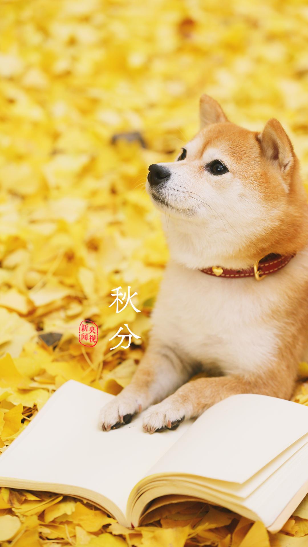 央视珍藏二十四节气手机壁纸,二十四节气壁纸手机超清全面屏