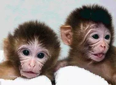 艾滋病疫苗2025会成功吗,新希望动物疫苗