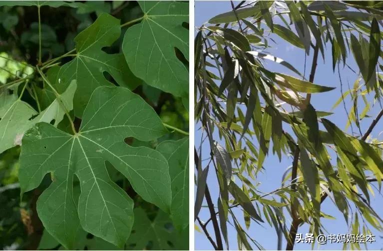 植树节绘本故事树真好完整版,关于植树节的绘本故事树真好