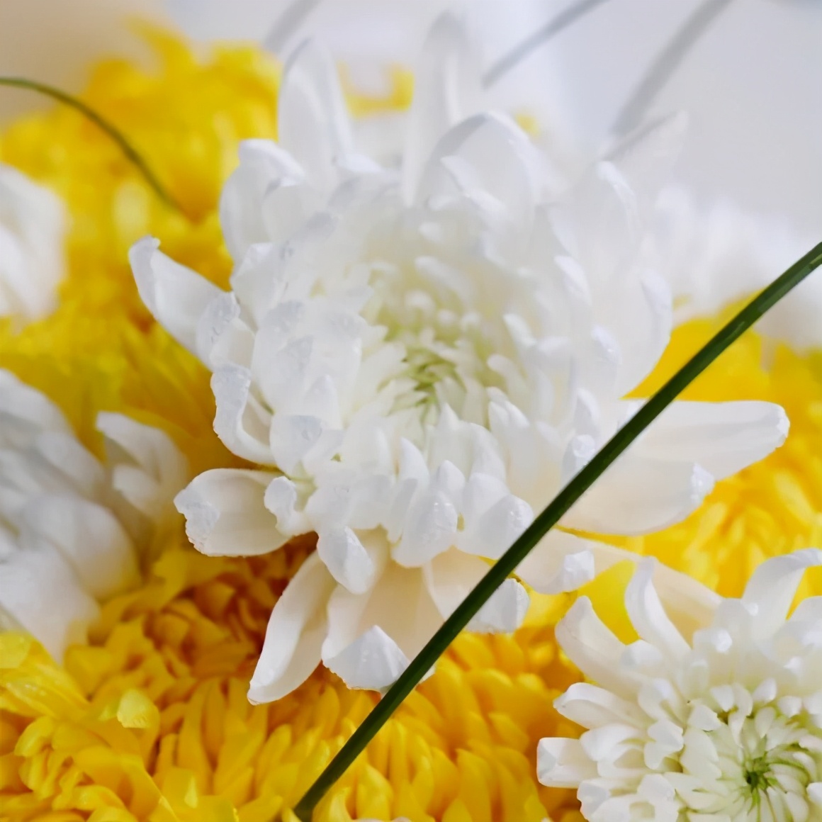 什么花适合扫墓献花,清明节扫墓送什么花比较合适