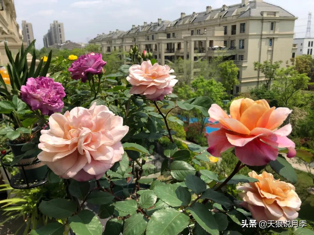 月季花是时候展现真正的技术了 (开春的第一波月季花就这么过去了)