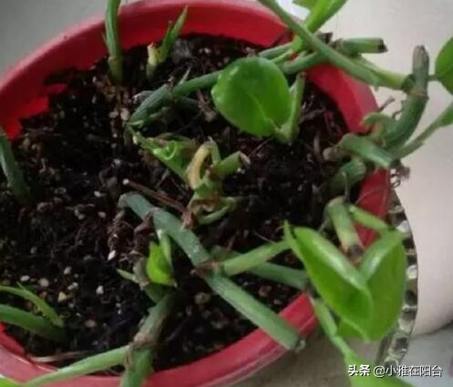 绿萝冬天冻伤了长新叶怎么换盆,绿萝叶子冻了怎么办