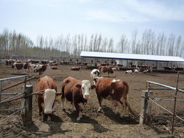 繁改中的乡邮路！（宾县胜利镇——刘志彬）