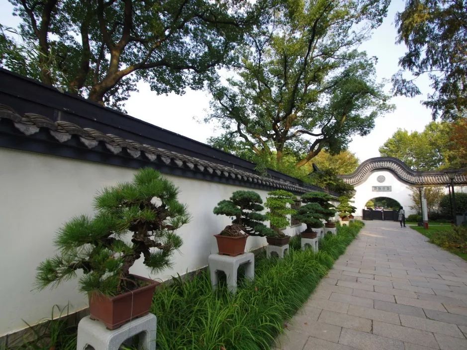 上海盆景博物馆:咫尺天地竟蕴含了整个植物宇宙