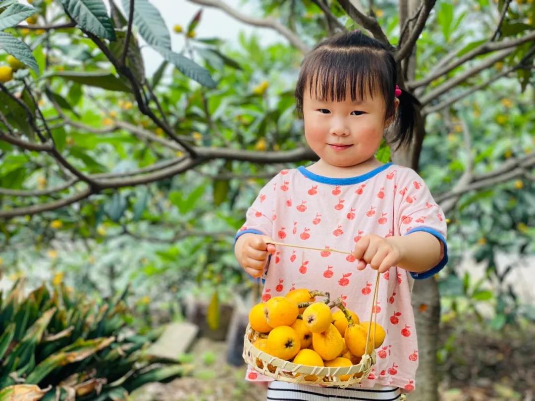 周末东山采枇杷采摘攻略已出,枇杷采摘攻略