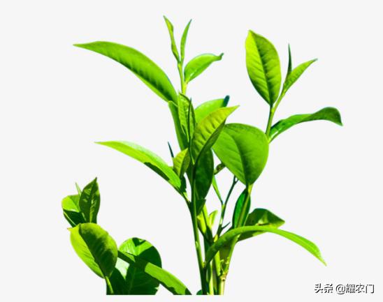 花香味茶叶怎样做出来,茶叶的种植技巧和方法