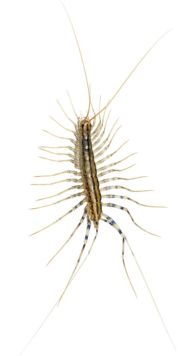 瓢虫害虫和益虫的区别图,益虫害虫有哪些视频