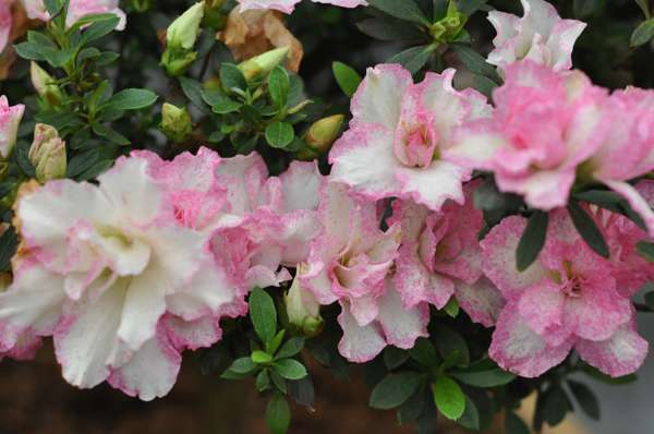 杜鹃花叶子枯萎的补救办法,杜鹃花叶子干枯怎么办